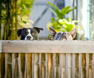 Read more about the article מה לקחת בחשבון בעת בניית גדר עבור הכלב שלך?